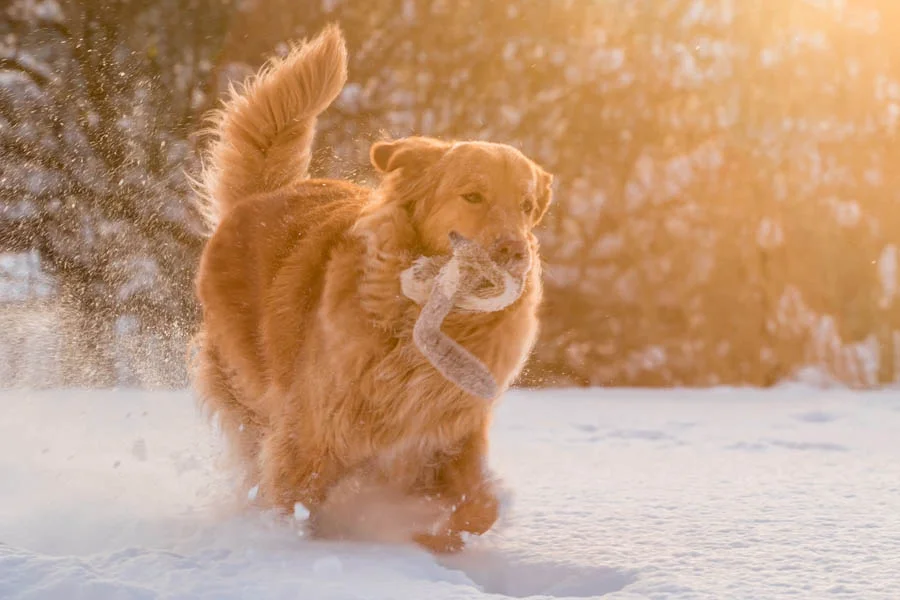 Thermal Pet Mats for Cold Weather