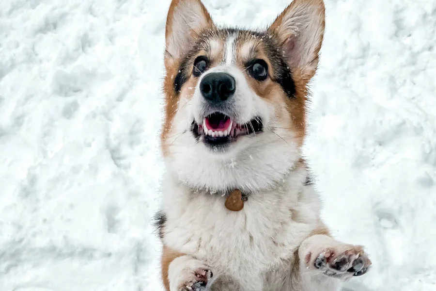 Washable Winter Warm Pet Mats